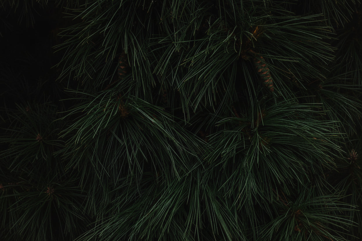 close up pine needles